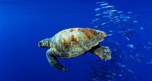 OCEANA Juan Cuetos (Tortuga Boba)_tcm7-265517_noticia